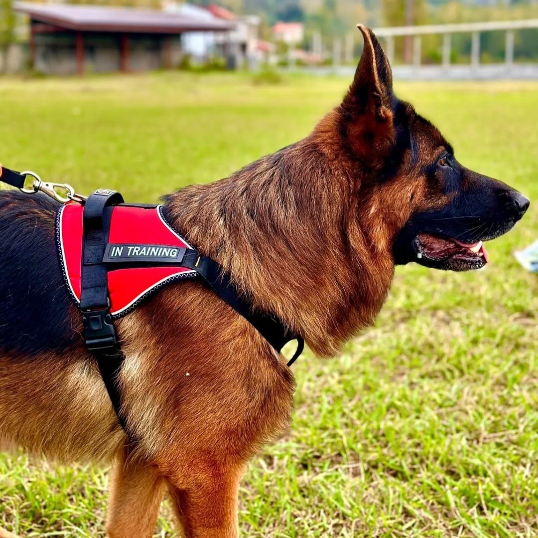 هارنس Rhino سایز S